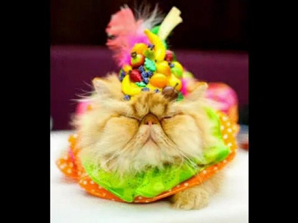 Compilation de chats déguisé