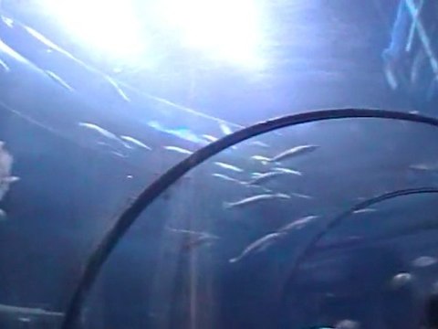 CANADA Fév. 2011 - Aquarium de Québec - Tunnel Poissons (2)