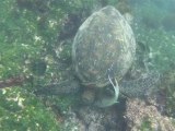 2011-01-31 - Floreana - Turtles and sea lions 2