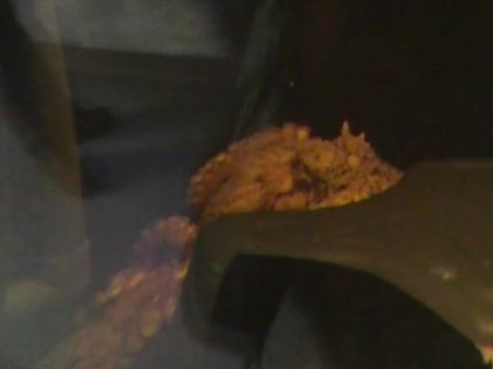 CANADA Fév. 2011 - Aquarium de Québec - Pieuvre