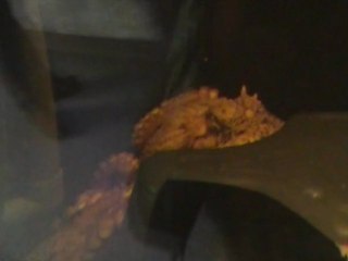 CANADA Fév. 2011 - Aquarium de Québec - Pieuvre