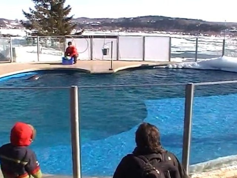 CANADA Fév. 2011 - Aquarium de Québec - Phoques (4)