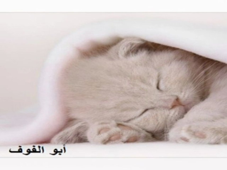 صباحك ورد يا أحلى وعد