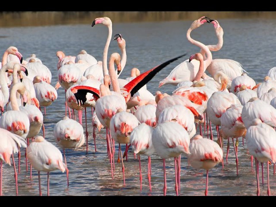 Video P.N.R. Camargue - ngiraud 2011