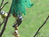 Mésange bleue en hiver (Cyanistes caeruleus)