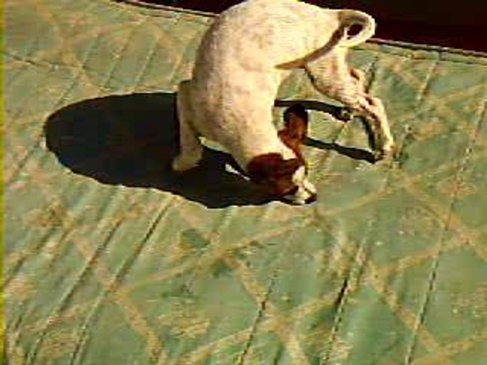 Chispi Breaker