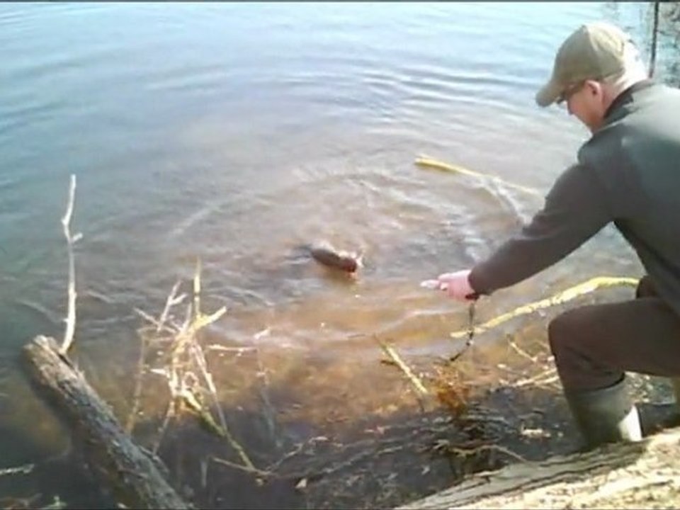 Brochet Laurent 83cm 04.03.11