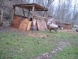 köpekle köpek olan koyun