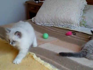 Bébés  RAGDOLL, nés le 07/01/11