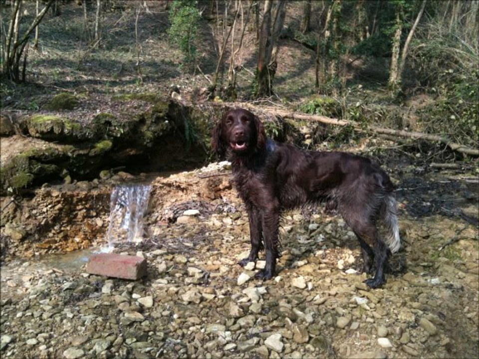 Epagneul Saint-Usuge-Enox se rafraichit