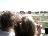 Eléphants à Amboseli