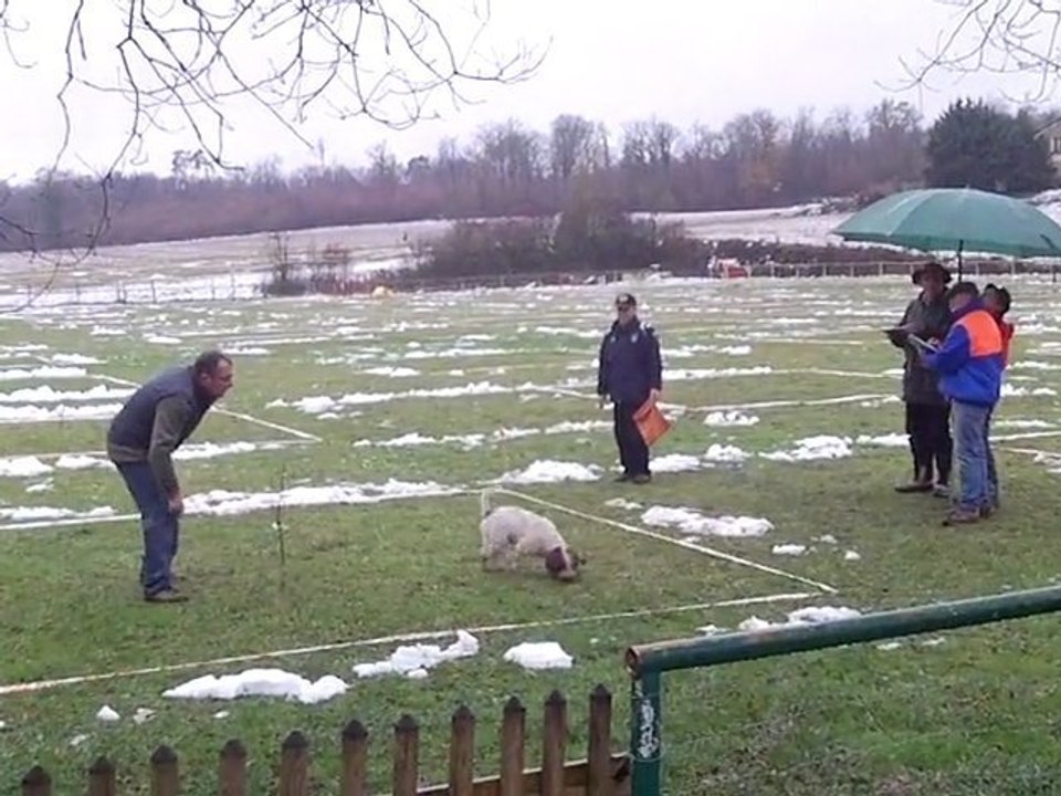 Dixie  au concours de cavage à Rochebeaucourt