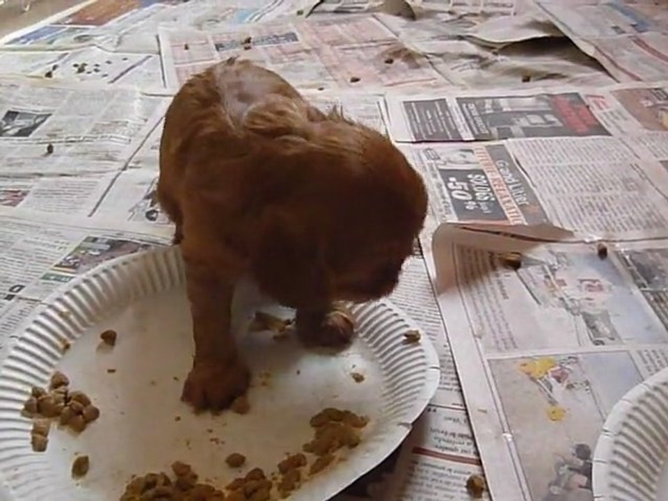 premier repas de Ginger