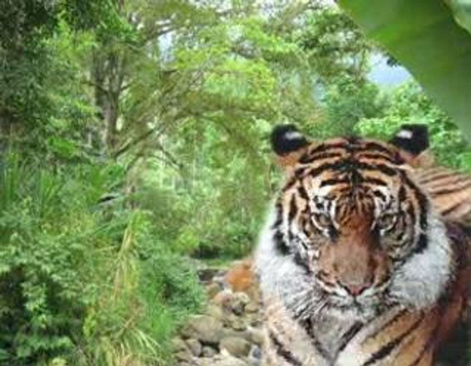 tigre
