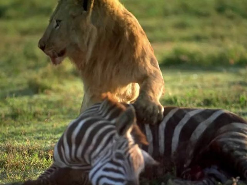 Seen on IMAX: Amazing Journeys - Nature's Greatest Migration