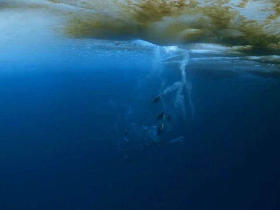 Seen on IMAX: Antarctica - An Adventure Of Different Nature