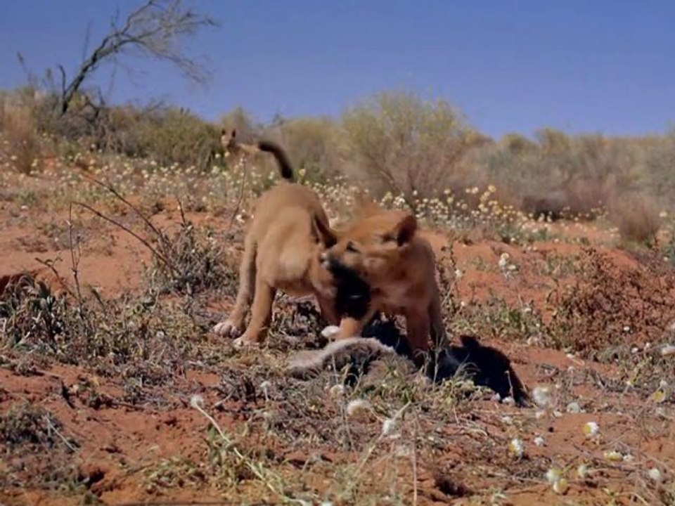 Seen on IMAX: Australia - Land Beyond Time [ Trailer ]