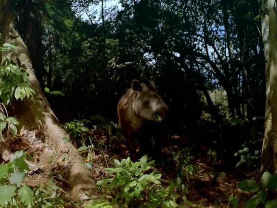 Seen on IMAX: Lost Worlds - Life In The Balance [ Trailer ]