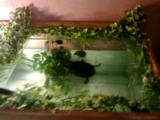 Mes Tortues (TSS,TST,PCC)