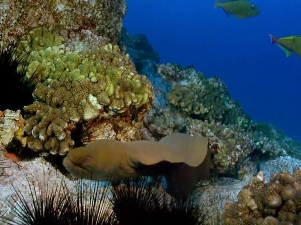 Seen on IMAX: Ocean Oasis - Two Worlds One Paradise - Traile