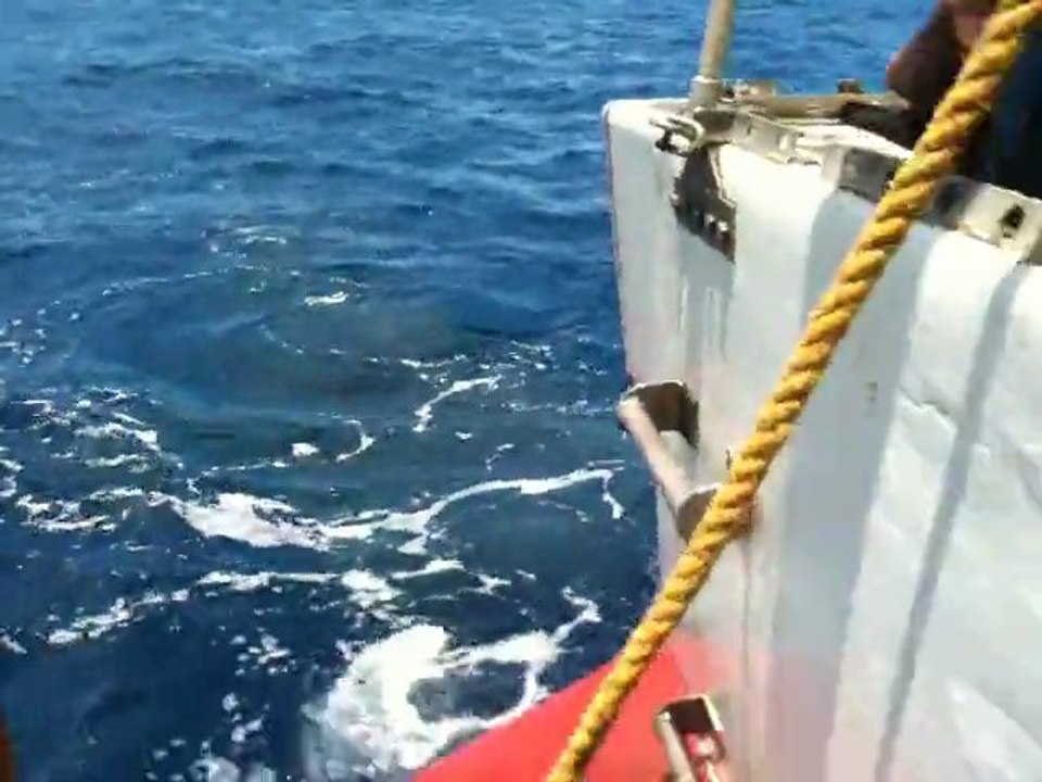 Malpelo