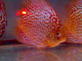 DİSCUSLARIM MAMA YERKEN