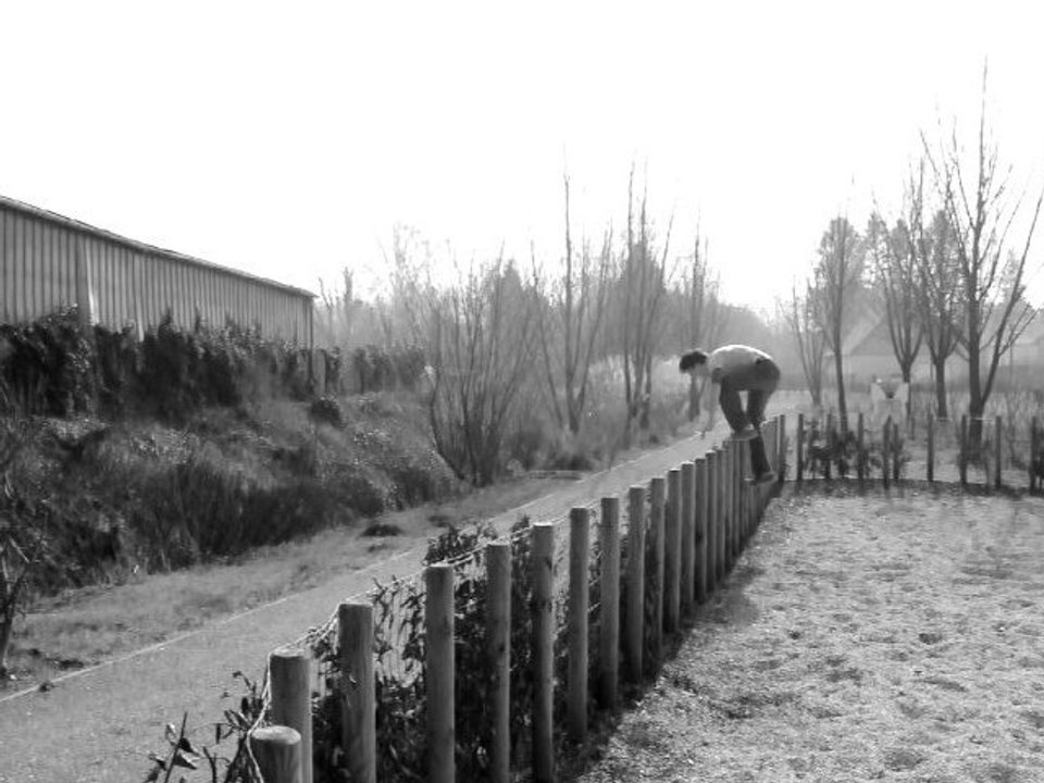 Saltos