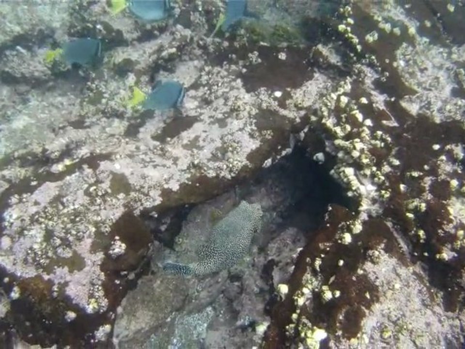 2011-02-04 - Bartolome snorkelling