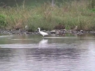 Stress Relief with Cranes & LSO 🎶