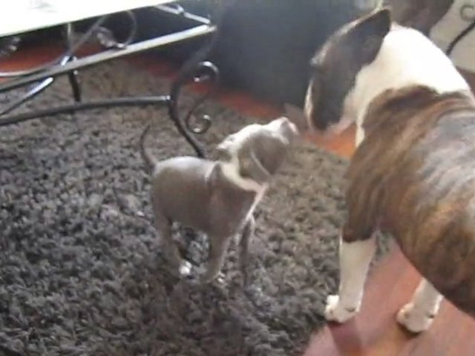 Chien vs Dog Vs chiots