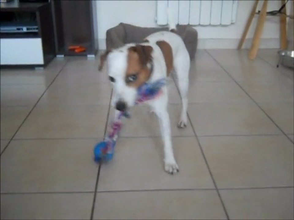 Jack et sa balle...