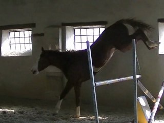 UTO FUN(Fakir de kreisker xbilly du lysx muguet) A VENDRE