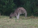 kangaroo wilsons promontory