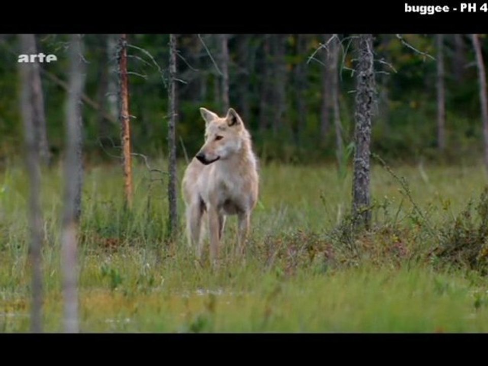 Scandinavie sauvage - La Finlande_3/3Mosaïqu_Mer 23 fév 2011