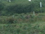 kangaroos wilsons promontory