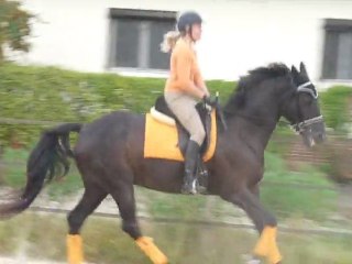 Romantic dressage fin septembre 2010