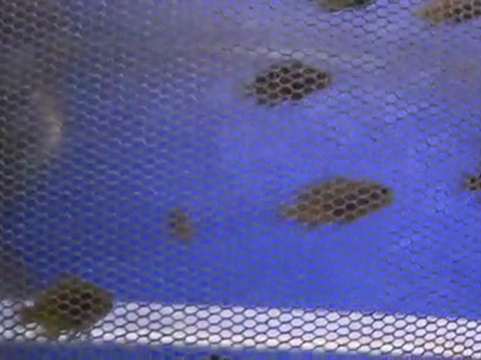 F1 Tropheus ilangi yellow yavrularım