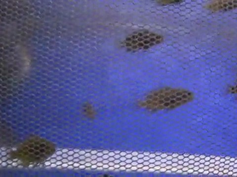 F1 Tropheus ilangi yellow yavrularım