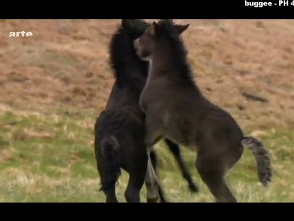 Scandinavie sauvage - L'Islande_2/3_Mer 23 fév 2011