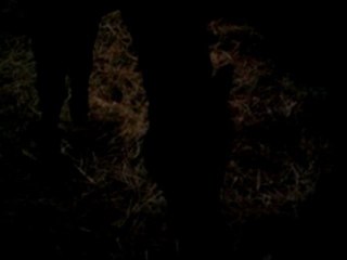 Opaline dans son box