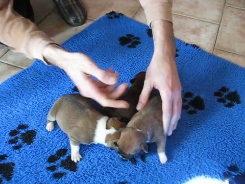 ELEVAGE DES TETES BRULEES