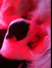 BEBES DES EBOURIFFES DU MISTRAL 2011