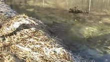 Nos chiens à l'eau