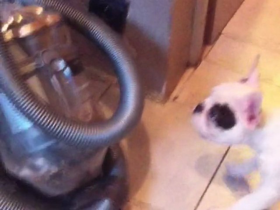 Fifty et l'aspirateur
