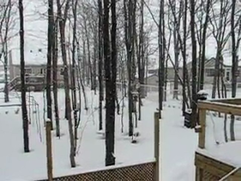 Les oiseaux et la neige  le 5 mars 2011