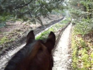 Petite virée dans la forêt