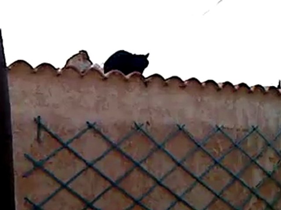 wouaf chat perché