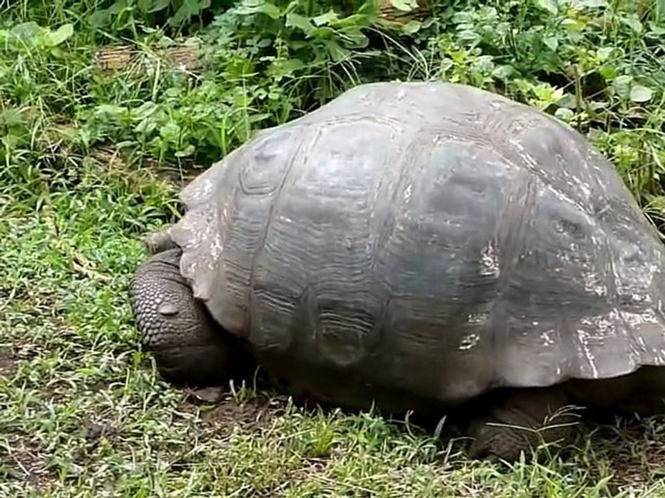 2011-02-02 - Santa Cruz - Tortoise 4