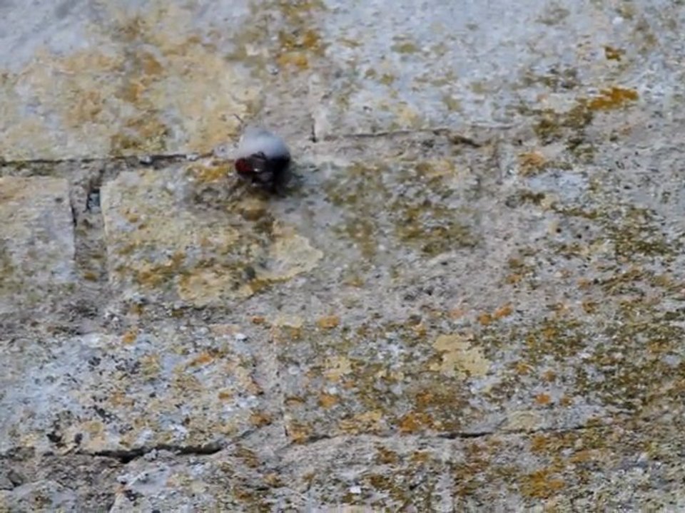 Tichodrome_échelette - Bonneuil_Matours (86)