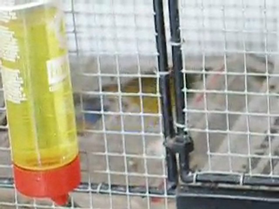 Préparation du nid.